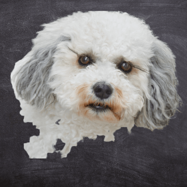 Portrait of poodle for digital concept